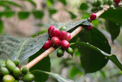 Close-up of berries growing on tree