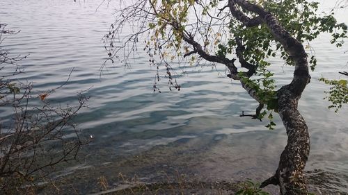 Reflection of trees in lake