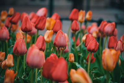 Close-up of red tulips in field