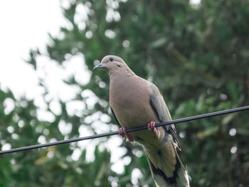 Close-up of bird perching on a tree