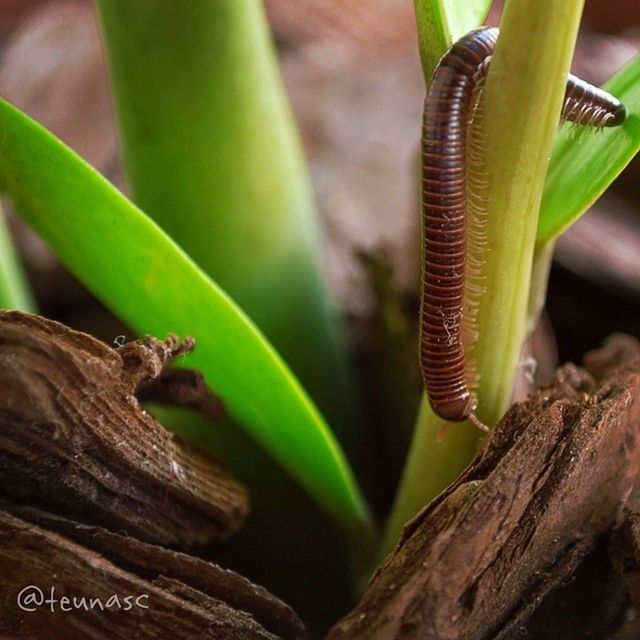 animal themes, animals in the wild, wildlife, one animal, close-up, focus on foreground, reptile, green color, insect, lizard, nature, caterpillar, leaf, selective focus, snake, plant, outdoors, day, no people, natural pattern