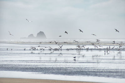 Birds flying over frozen sea against sky