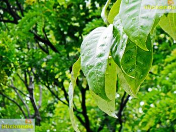 Close-up of fresh green leaves