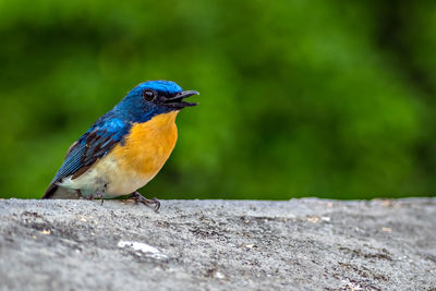 Colorful, isolated, young indian blue robin sitting on a wall of the building.