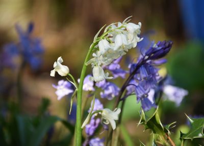 Close-up of white flowering plant