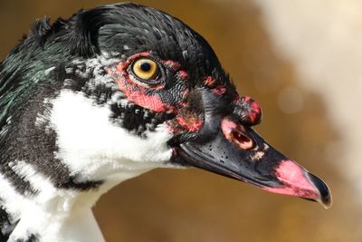 Close-up of duck looking away