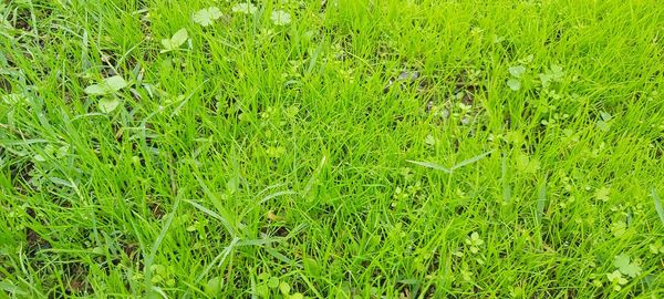 High angle view of grass on field