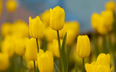 Close-up of yellow flowering plant