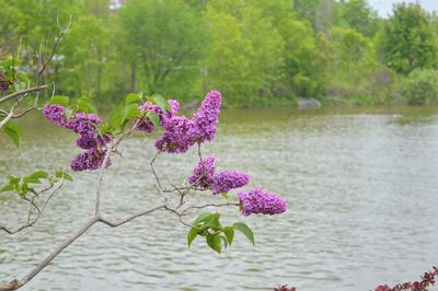 Close-up of pink flowers blooming outdoors