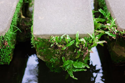 High angle view of potted plant