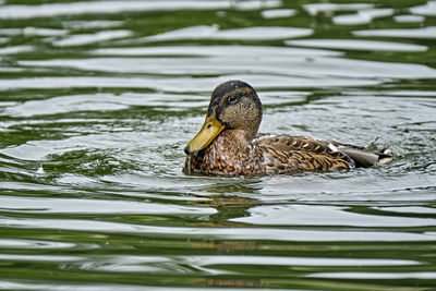 Duck swimming in lake