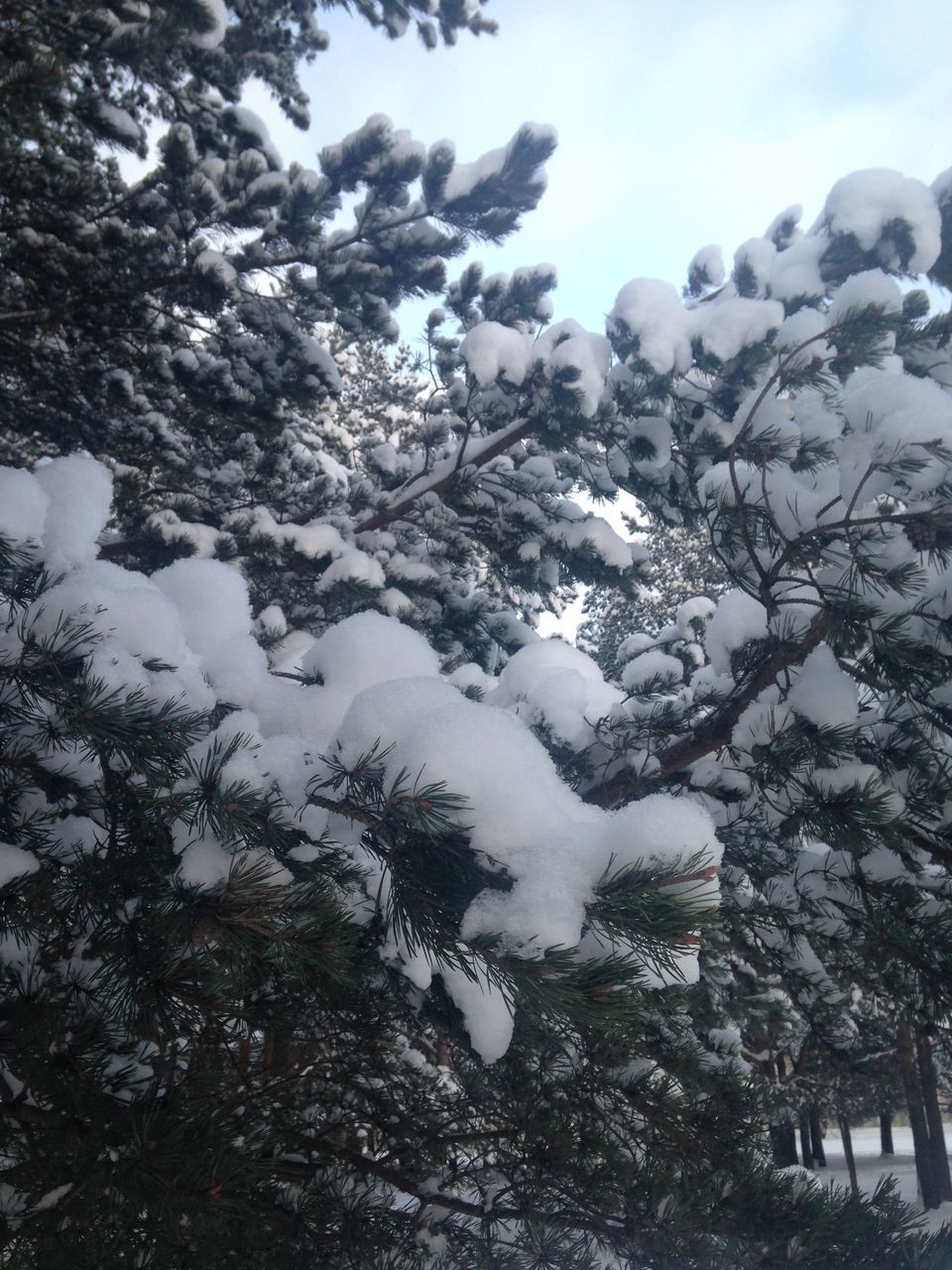 tree, low angle view, branch, growth, snow, white color, nature, beauty in nature, winter, season, cold temperature, sky, tranquility, day, outdoors, no people, weather, scenics, tranquil scene, white