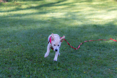 Dog running on grassy field