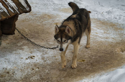 Close-up of dog on snow