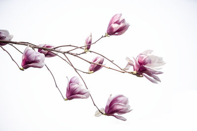 Low angle view of pink flowering plant against white background