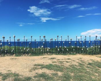 Scenic view of field against blue sky