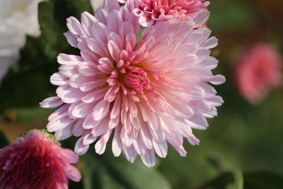 Close-up of pink flowers blooming outdoors