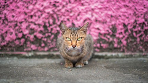 Portrait of cat sitting on pink road