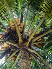 Low angle view of palm tree