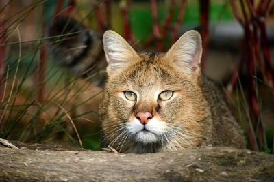 Close-up portrait of cat