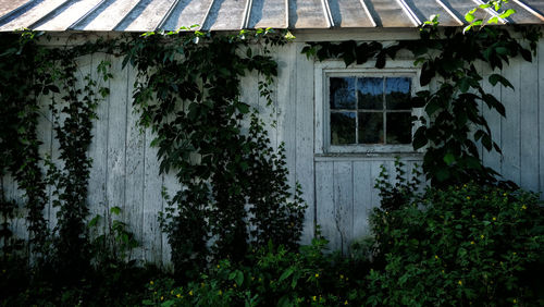 Plants growing outside building