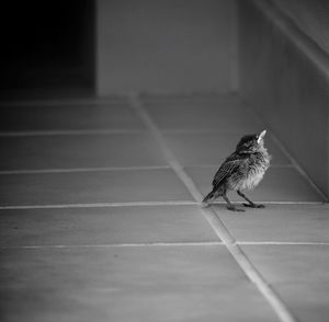 Bird perching on wall