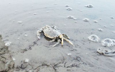 High angle view of crab on beach