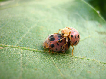 Close-up of insect on leaf