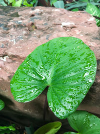 High angle view of wet leaf floating on water