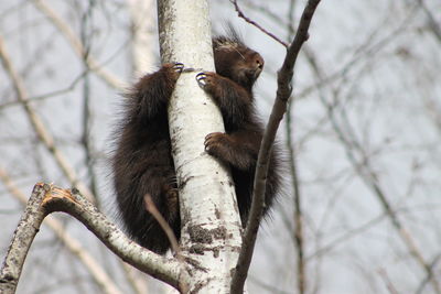 Low angle view of lizard on tree