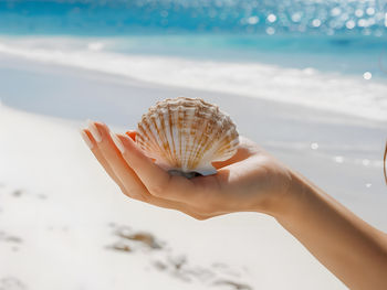 Cropped hand holding seashell at beach