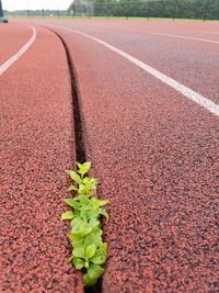 View of empty road along plants