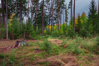 Pine trees in forest