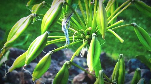 Close-up of green leaves