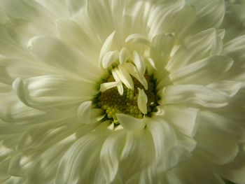 Full frame shot of flower