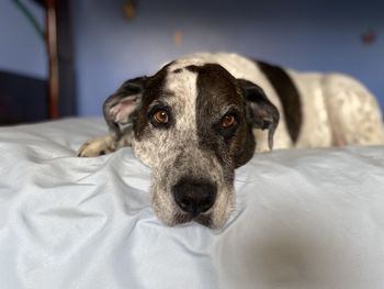 Close-up portrait of dog relaxing on bed