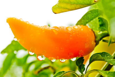 Close-up of water drops on leaf