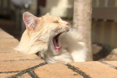 Close-up of a cat yawning