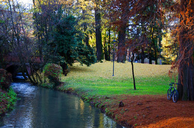 Trees in park during autumn