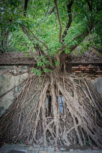 Close-up of tree roots