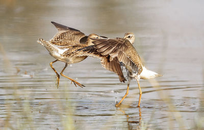 Birds fighting on lake