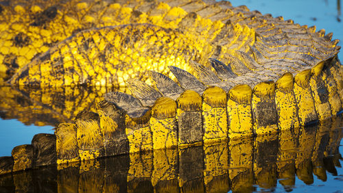 Alligator tail scales detail in the wild on the chobe river, chobe national park, botswana, africa