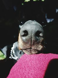 Close-up portrait of dog