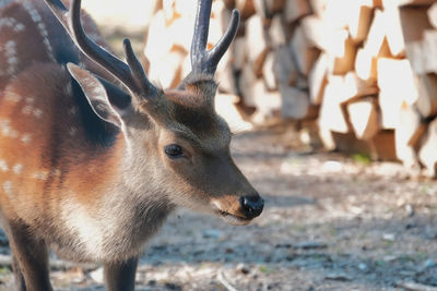 Close-up of deer