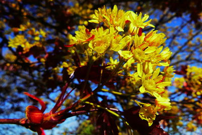 Close-up of yellow flowering plant