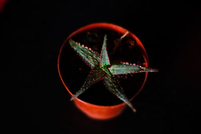 Close-up of leaf against black background