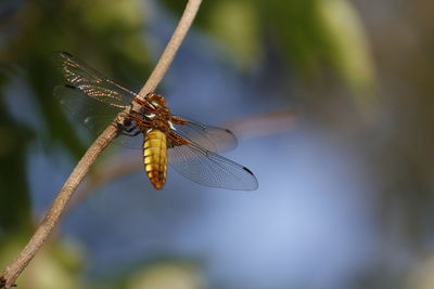 Close-up of dragonfly on plant