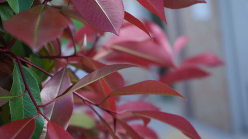 Close-up of red leaves