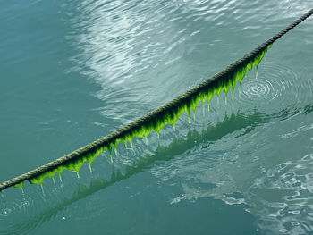 High angle view of leaf floating on water