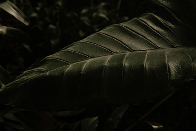 Close-up of leaves on the ground